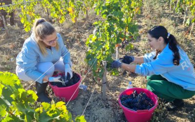 2 étudiantes Kosovares en stage au Château Dillon- Projet « University Training: Vine & Wine France-Kosovo »