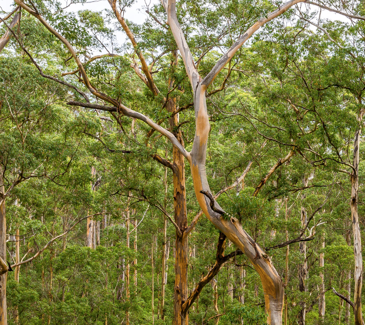 Article-Mission forestière en Australie